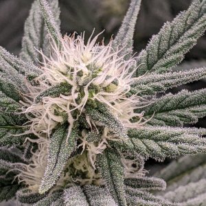 Grandmommy Purple - Herbies - Week 4 flower