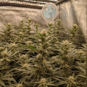 Grandmommy Purple - Herbies - Week 4 flower