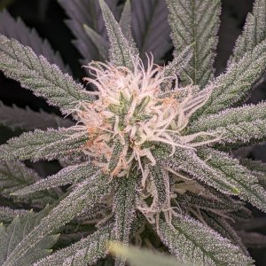 Week 3 flower - Grandmommy Purple - Herbies seeds