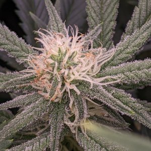 Week 3 flower - Grandmommy Purple - Herbies seeds