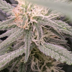 Week 3 flower - Grandmommy Purple - Herbies seeds