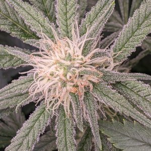 Week 3 flower - Grandmommy Purple - Herbies seeds