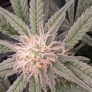 Week 3 flower - Grandmommy Purple - Herbies seeds