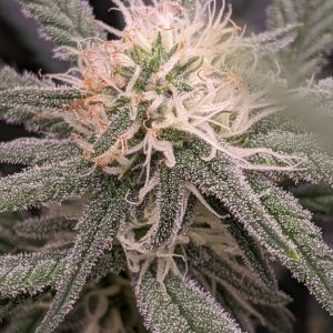 Week 3 flower - Grandmommy Purple - Herbies seeds