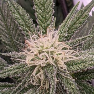 Week 3 flower - Grandmommy Purple - Herbies seeds