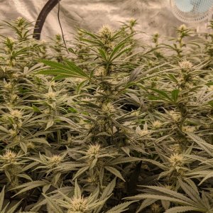 Week 3 flower - Grandmommy Purple - Herbies seeds