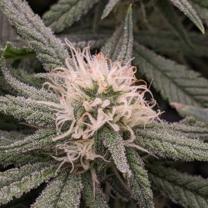 Week 3 flower - Grandmommy Purple - Herbies seeds