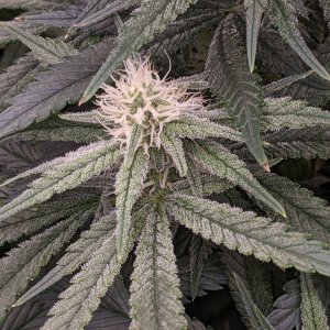 Week 3 flower - Grandmommy Purple - Herbies seeds