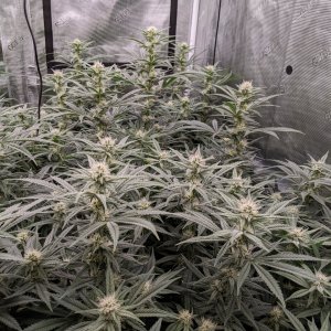 Week 3 flower - Grandmommy Purple - Herbies seeds