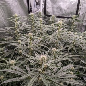 Week 3 flower - Grandmommy Purple - Herbies seeds