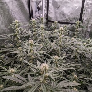 Week 3 flower - Grandmommy Purple - Herbies seeds