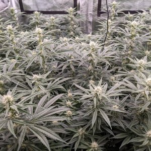 Week 3 flower - Grandmommy Purple - Herbies seeds