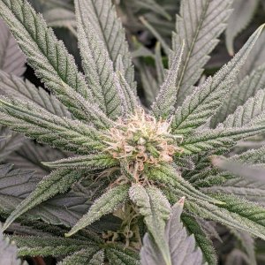 Week 3 flower - Grandmommy Purple - Herbies seeds