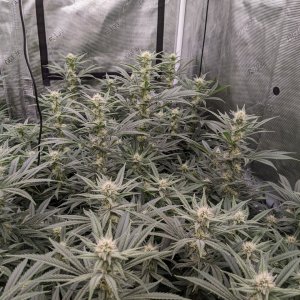 Week 3 flower - Grandmommy Purple - Herbies seeds