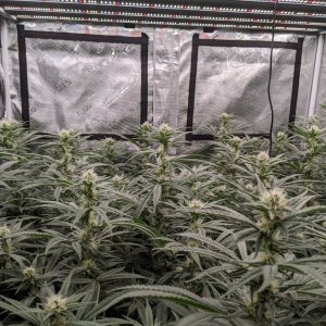 Week 3 flower - Grandmommy Purple - Herbies seeds