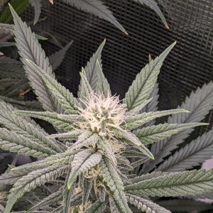 Week 3 flower - Grandmommy Purple - Herbies seeds