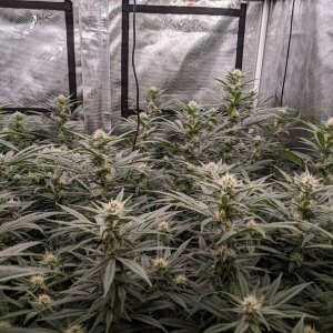 Week 3 flower - Grandmommy Purple - Herbies seeds