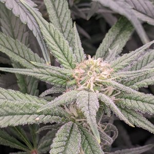 Week 3 flower - Grandmommy Purple - Herbies seeds