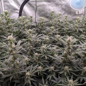 Week 3 flower - Grandmommy Purple - Herbies seeds