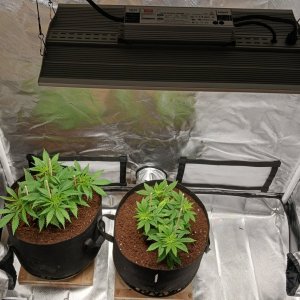 Viparspectra Grow 19 January 2023.jpg