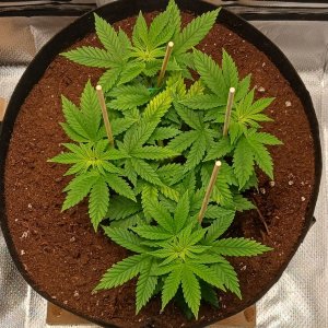 Viparspectra Grow 19 January 2023 Blueberry.jpg