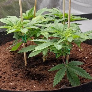 Viparspectra Grow 19 January 2023 Blueberry 1.jpg