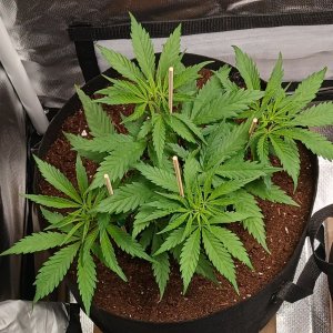 Viparspectra Grow 19 January 2023 Zkittlez.jpg