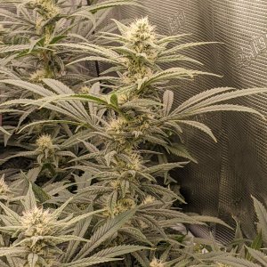 Week 4 flower - Grandmommy Purple - Herbies seeds