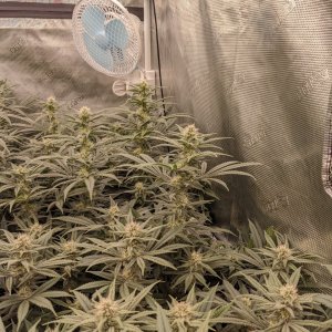 Week 4 flower - Grandmommy Purple - Herbies seeds