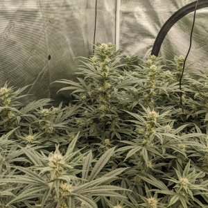 Week 4 flower - Grandmommy Purple - Herbies seeds