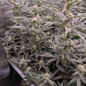 Week 4 flower - Grandmommy Purple - Herbies seeds