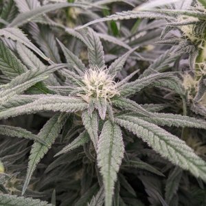 Week 4 flower - Grandmommy Purple - Herbies seeds