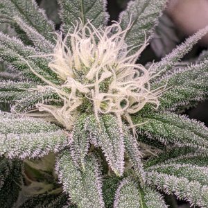 Week 4 flower - Grandmommy Purple - Herbies seeds