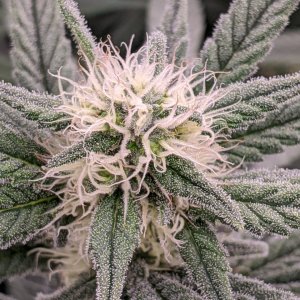 Week 4 flower - Grandmommy Purple - Herbies seeds