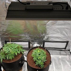 Viparspectra Grow 20 January 2023.jpg