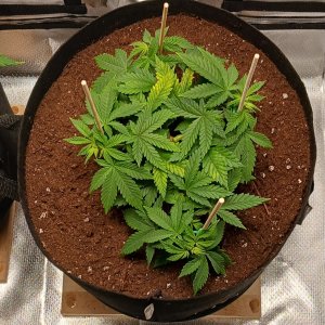 Viparspectra Grow 20 January 2023 Blueberry.jpg