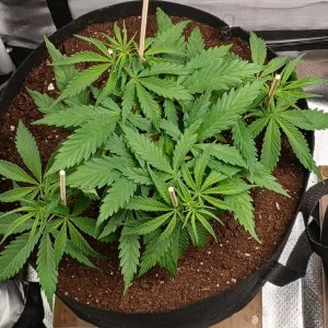 Viparspectra Grow 20 January 2023 Zkittlez.jpg