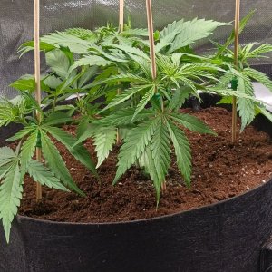 Viparspectra Grow 20 January 2023 Zkittlez 1.jpg