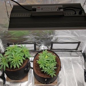 Viparspectra Grow 21 January 2023.jpg