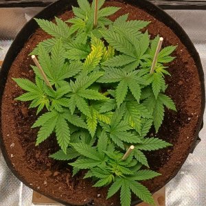 Viparspectra Grow 21 January 2023 Blueberry.jpg