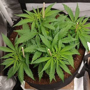 Viparspectra Grow 21 January 2023 Zkittlez.jpg