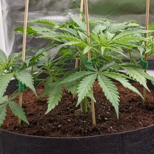 Viparspectra Grow 21 January 2023 Zkittlez 1.jpg