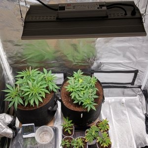 Viparspectra Grow 22 January 2023.jpg