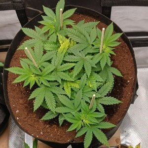 Viparspectra Grow 22 January 2023 Blueberry.jpg