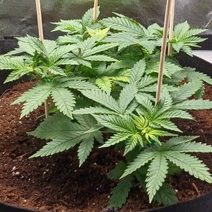 Viparspectra Grow 22 January 2023 Blueberry 1.jpg