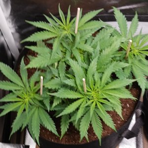 Viparspectra Grow 22 January 2023 Zkittlez.jpg