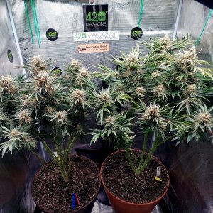 Big Bull-Grow Journal