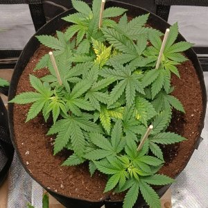 Viparspectra Grow 23 January 2023 Blueberry.jpg