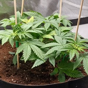 Viparspectra Grow 23 January 2023 Blueberry 1.jpg