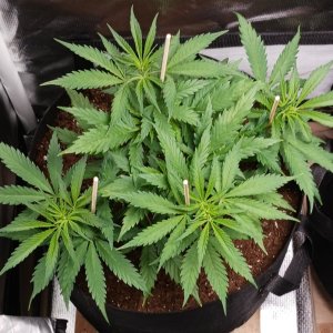 Viparspectra Grow 23 January 2023 Zkittlez.jpg